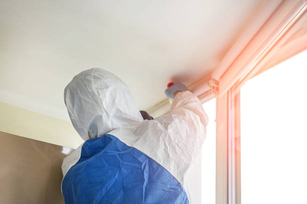 Professional Mold Removal in Silt, CO